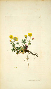 1790 Copper Engraving James Sowerby Potentilla Spring Cinquefoil Botanical EB1 - Period Paper
 - 1