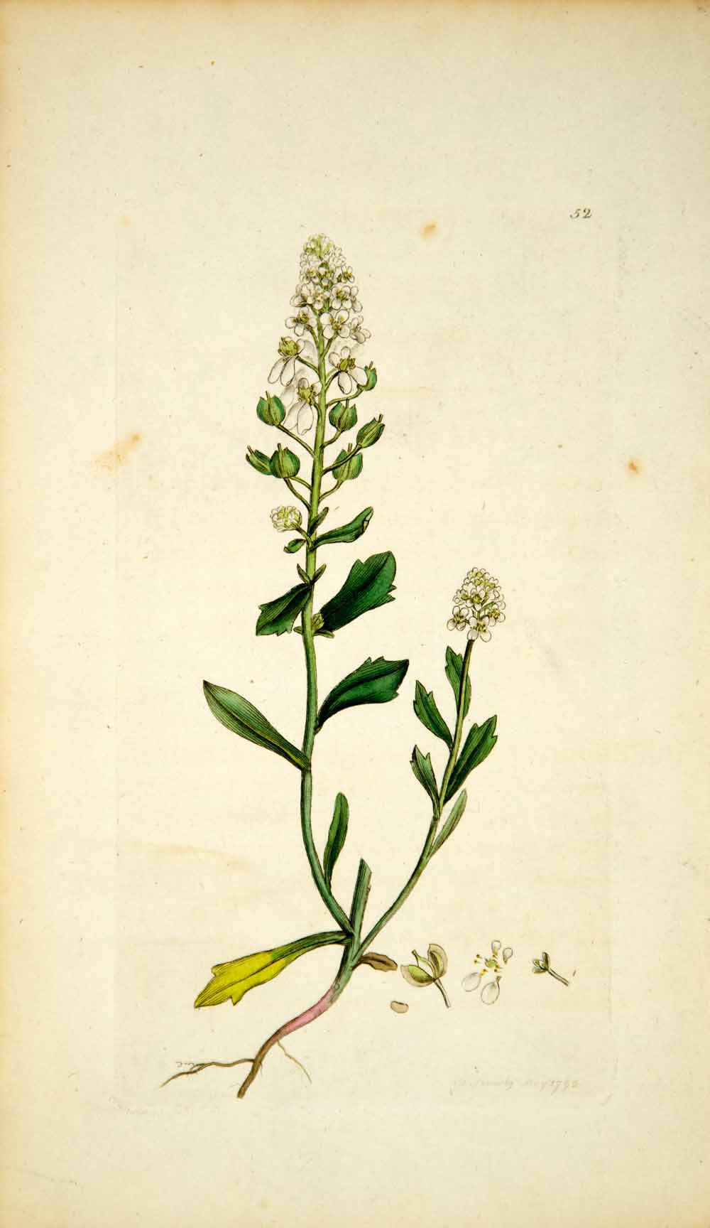 1790 Copper Engraving James Sowerby Art Iberis Bitter Candytuft Botanical EB1 - Period Paper
 - 1