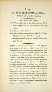 1790 Copper Engraving Chrysosplenium Alternate-Leaved Golden Saxifrage EB1 - Period Paper
 - 2