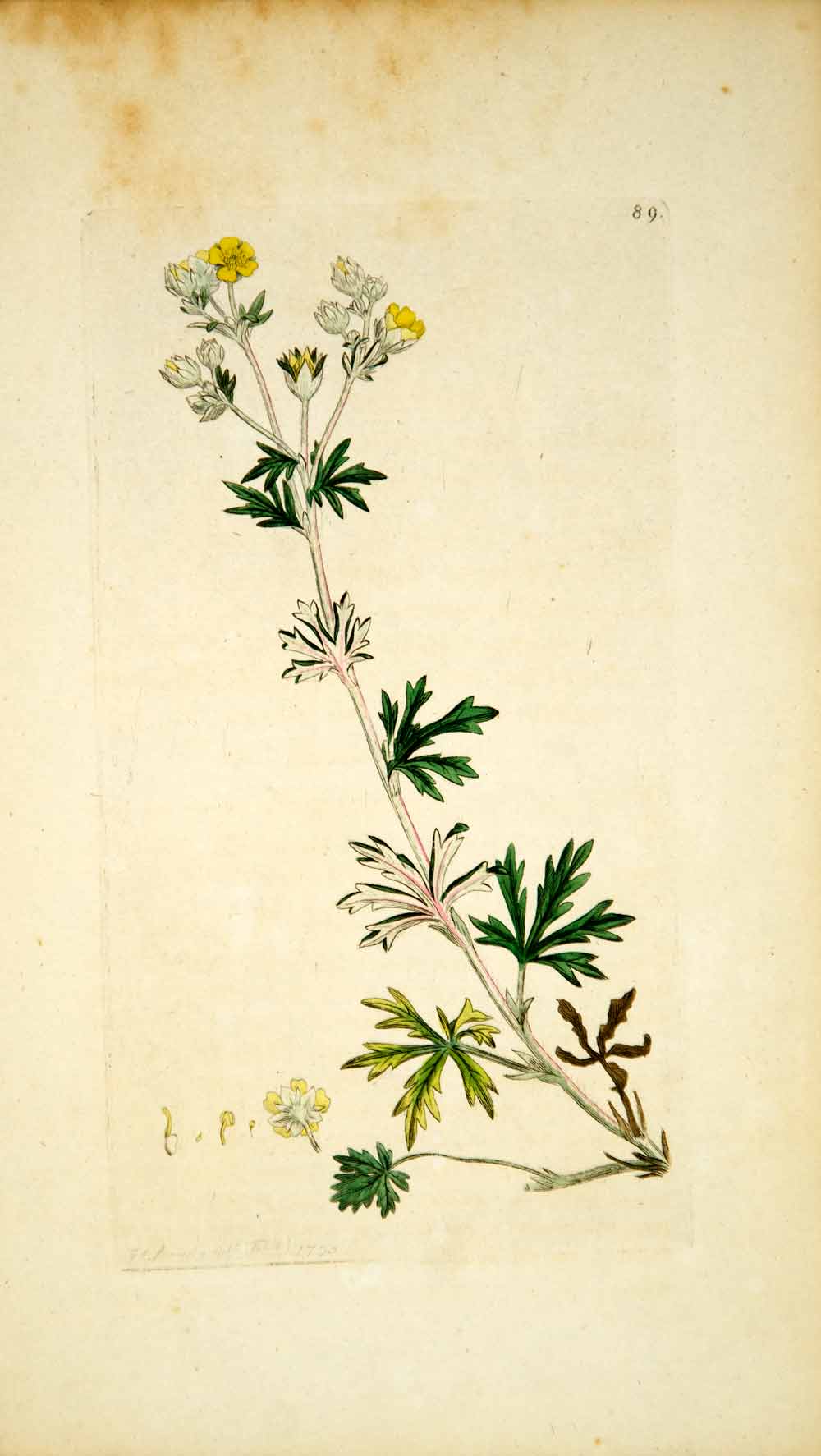 1793 Copper Engraving James Sowerby Potentilla Silver Cinquefoil Botanical EB2