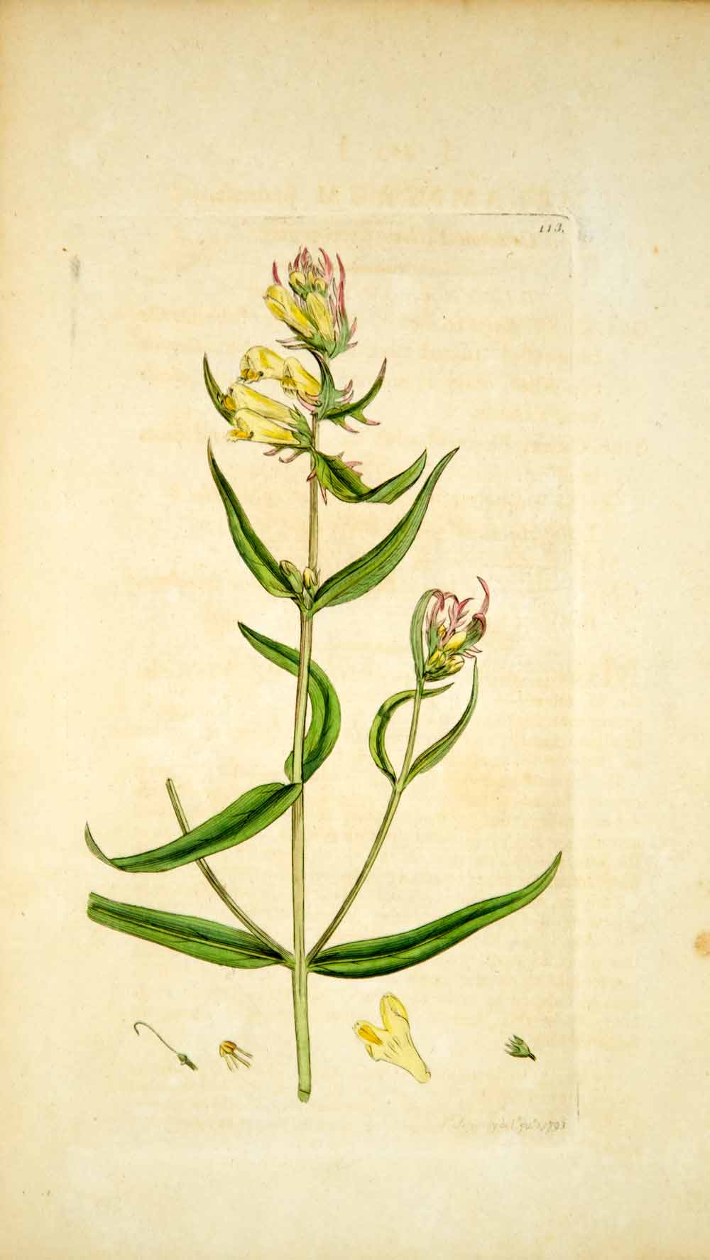 1793 Copper Engraving James Sowerby Melampyrum Cow-Wheat Botanical Flower EB2