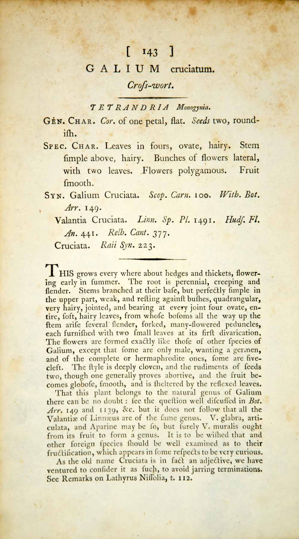 1793 Copper Engraving James Sowerby Cruciata Crosswort Luc Na Croise EB2 - Period Paper
 - 2