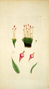1793 Copper Engraving James Sowerby Splachnum Purple Botanical Flower Print EB2