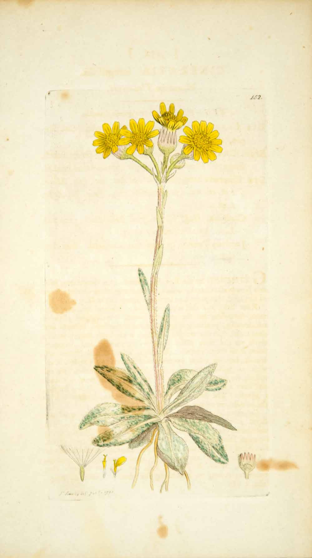 1794 Copper Engraving James Sowerby Cineraria Mountain Fleawort Botanical EB3 - Period Paper
 - 1