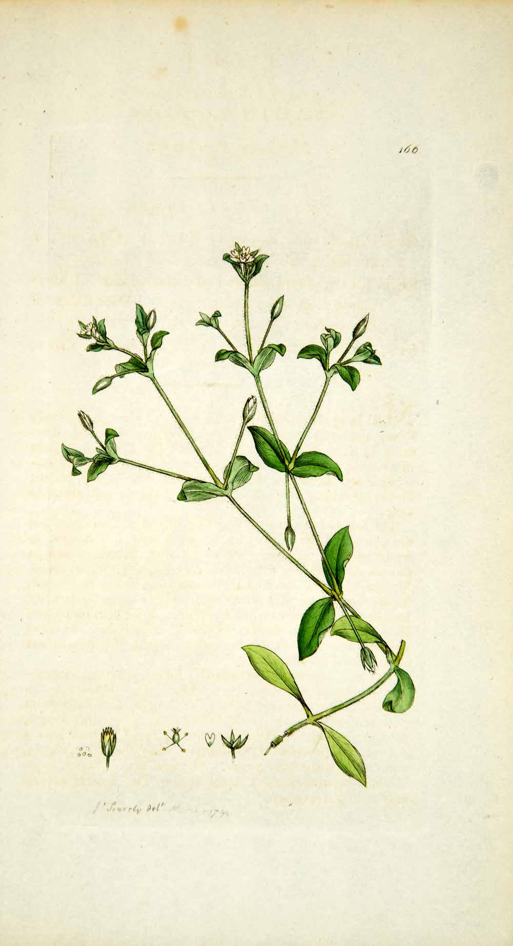 1794 Copper Engraving James Sowerby Sagina Mouse-Ear Pearl-Wort Botanical EB3 - Period Paper
 - 1