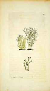1794 Copper Engraving James Sowerby Cladonia Lichen Fungi Botanical Print EB3 - Period Paper
 - 1