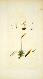 1794 Copper Engraving James Sowerby Aloina Rigid Moss Botanical Flower Print EB3