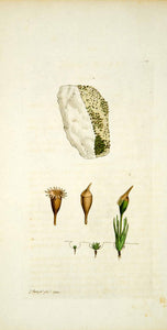 1794 Copper Engraving James Sowerby Chalk Bryum Moss Botanical Flower Print EB3