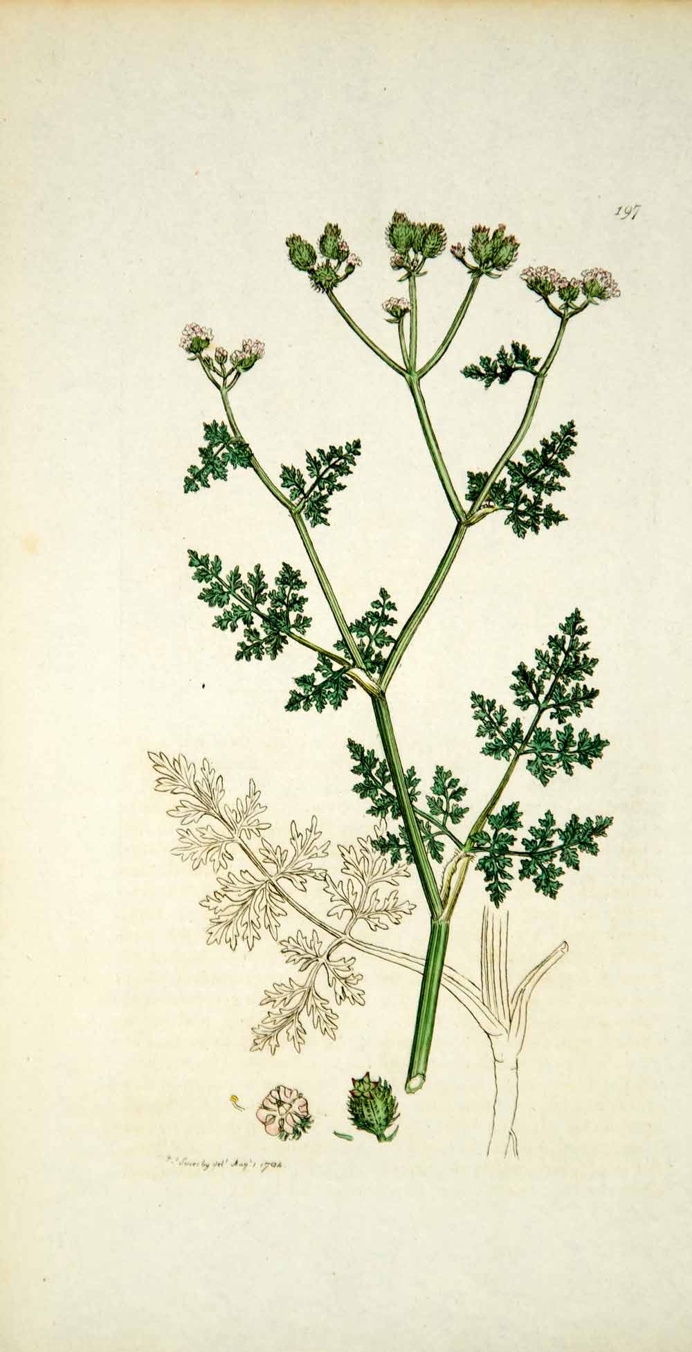 1794 Copper Engraving James Sowerby Caucalis Bastard Parsley Botanical EB3