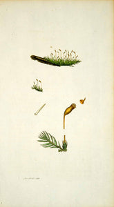 1794 Copper Engraving James Sowerby Platygyrium Matted Hypnum Moss Botanical EB3