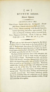 1794 Copper Engraving James Sowerby Platygyrium Matted Hypnum Moss Botanical EB3