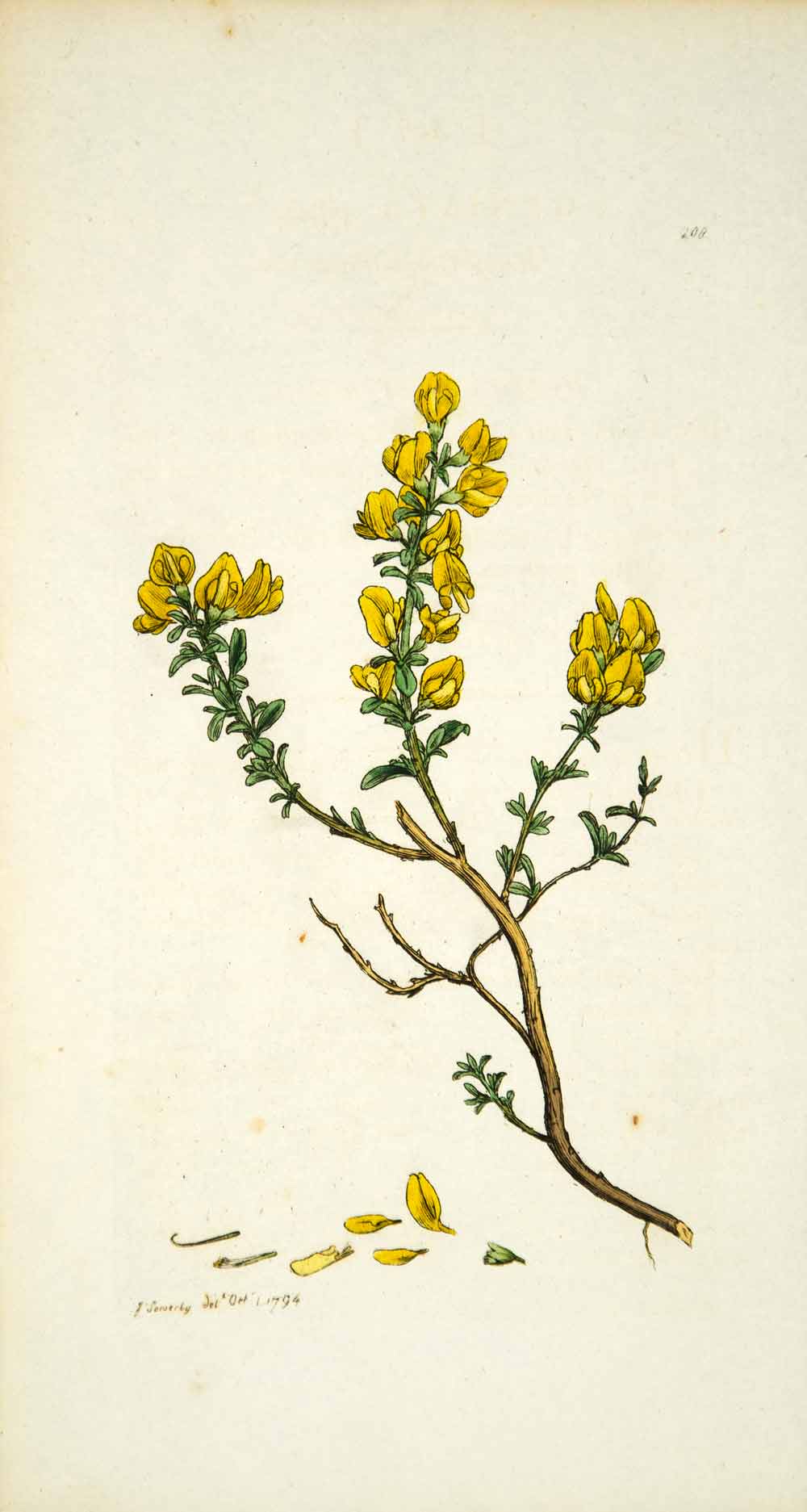 1794 Copper Engraving James Sowerby Genista Hairy Greenweed Botanical Flower EB3