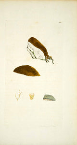 1794 Copper Engraving James Sowerby Trentepohlia Algae Botanical Flower EB3