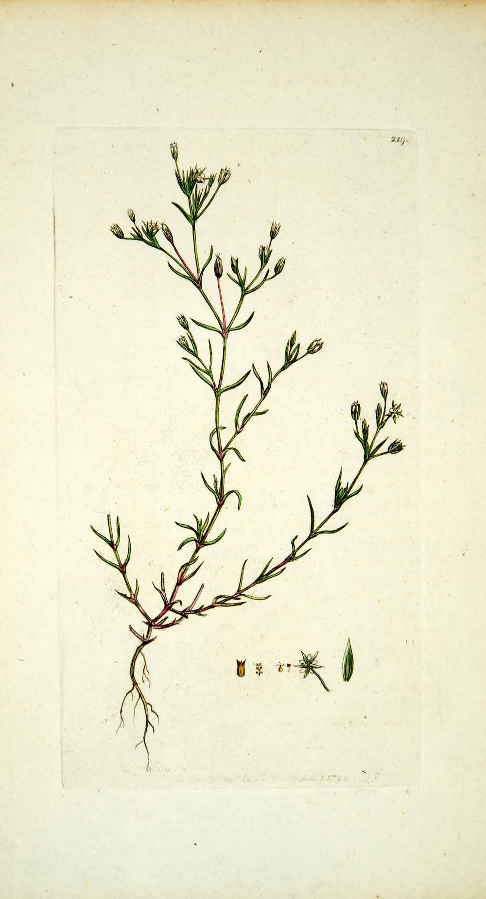 1795 Copper Engraving James Sowerby Arenaria Fine-Leaved Sandwort Botanical EB4