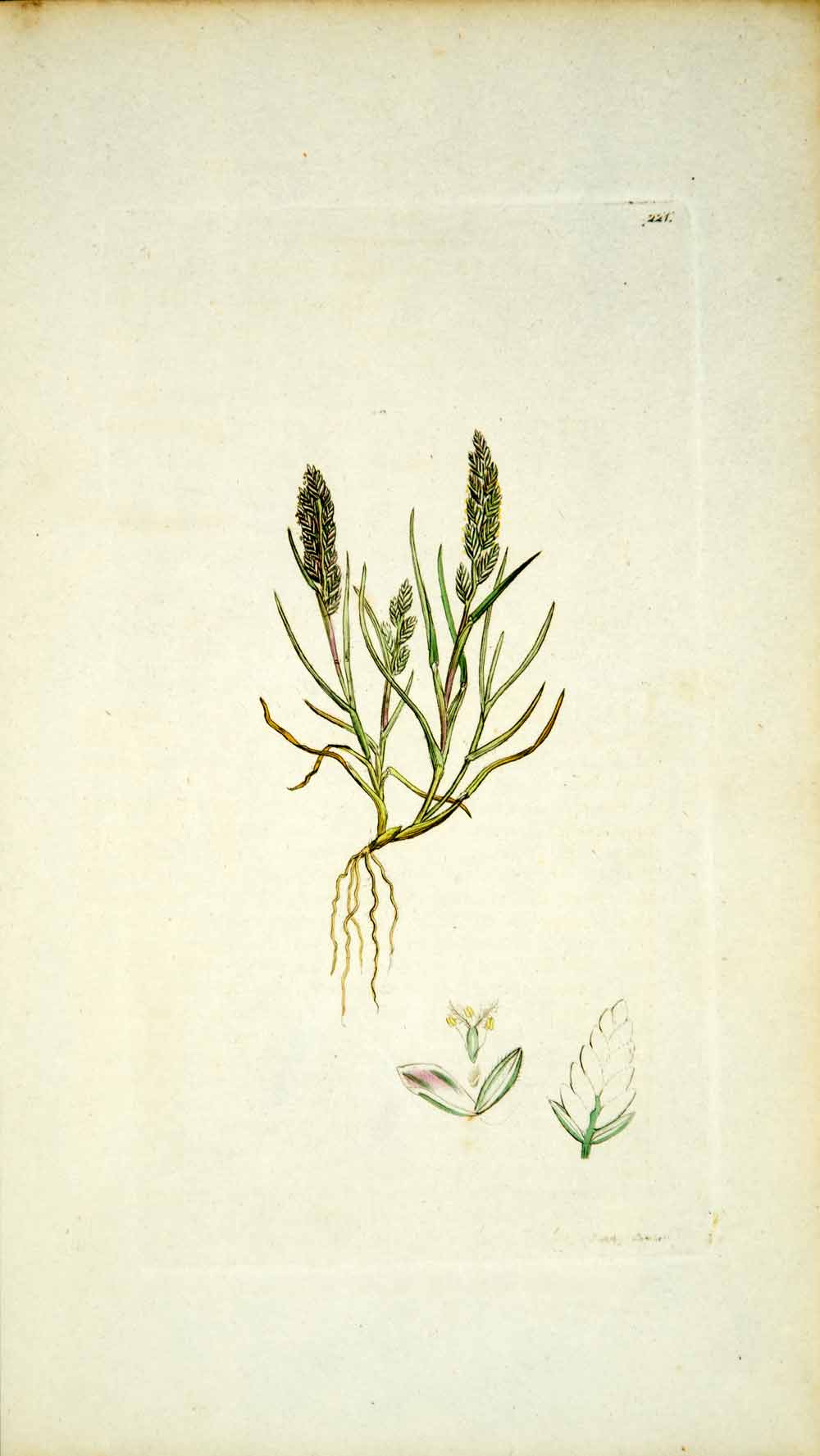 1795 Copper Engraving James Sowerby Catapodium Sea Fern Sand Grass Botanical EB4