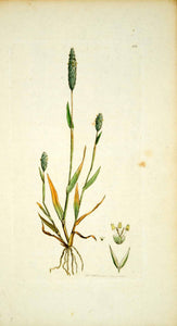1795 Copper Engraving James Sowerby Phleum Sand Timothy Botanical Flower EB4
