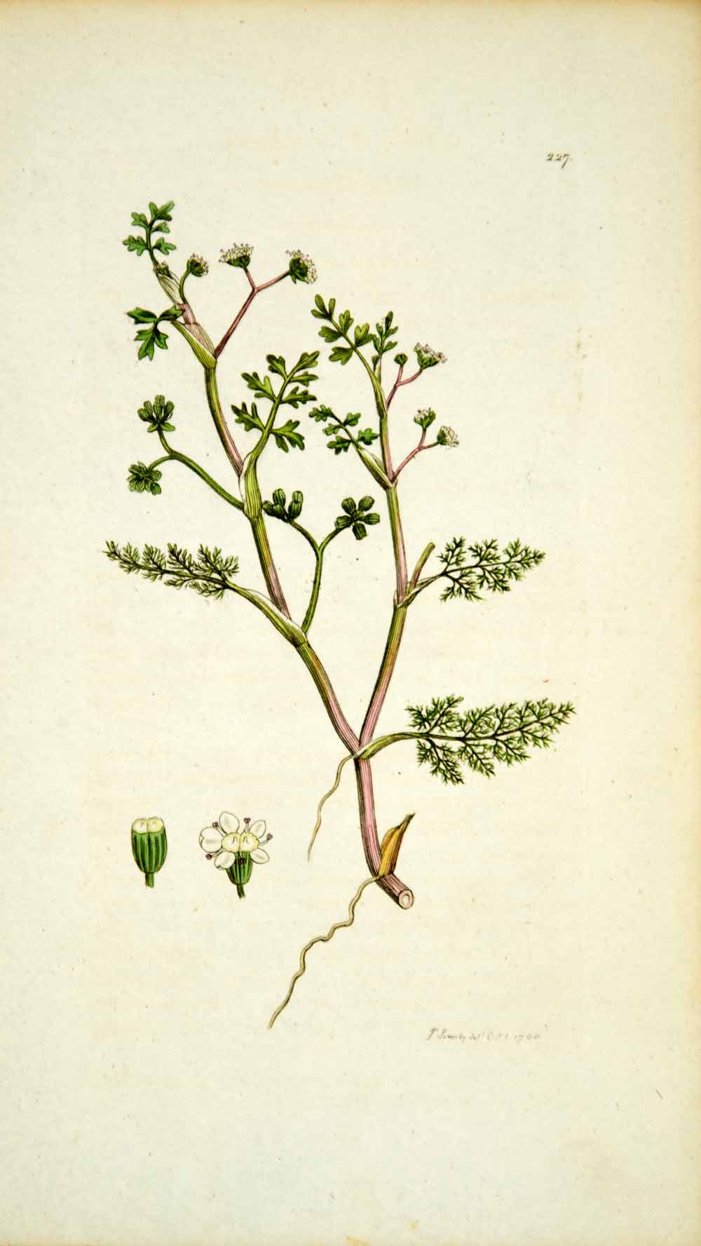 1795 Copper Engraving James Sowerby Apium Lesser Marshwort Botanical Flower EB4