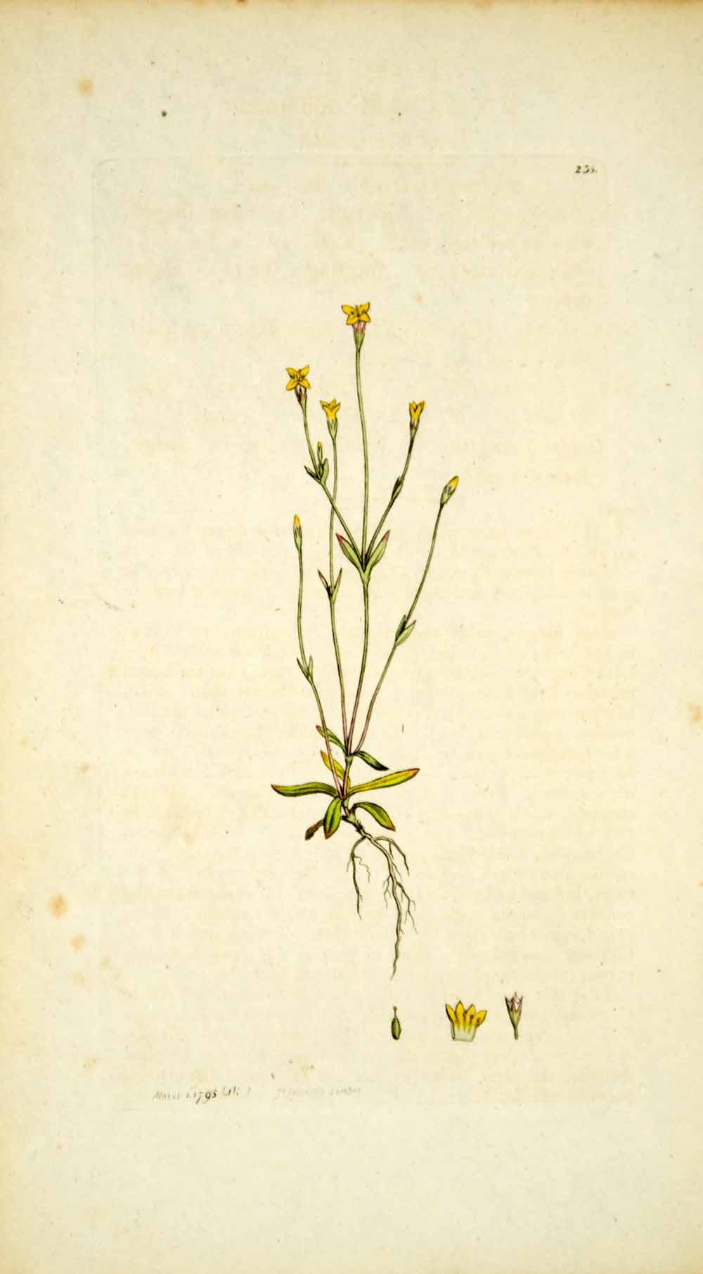 1795 Copper Engraving James Sowerby Cicendia Yellow Centaury Botanical EB4