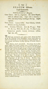 1795 Copper Engraving James Sowerby Cicendia Yellow Centaury Botanical EB4