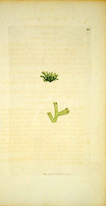 1795 Copper Engraving James Sowerby Riccia Crystalwort Botanical Print EB4