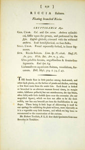1795 Copper Engraving James Sowerby Riccia Crystalwort Botanical Print EB4