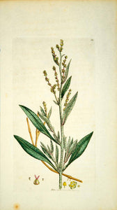 1795 Copper Engraving James Sowerby Halimione Sea Purslane Botanical Flower EB4