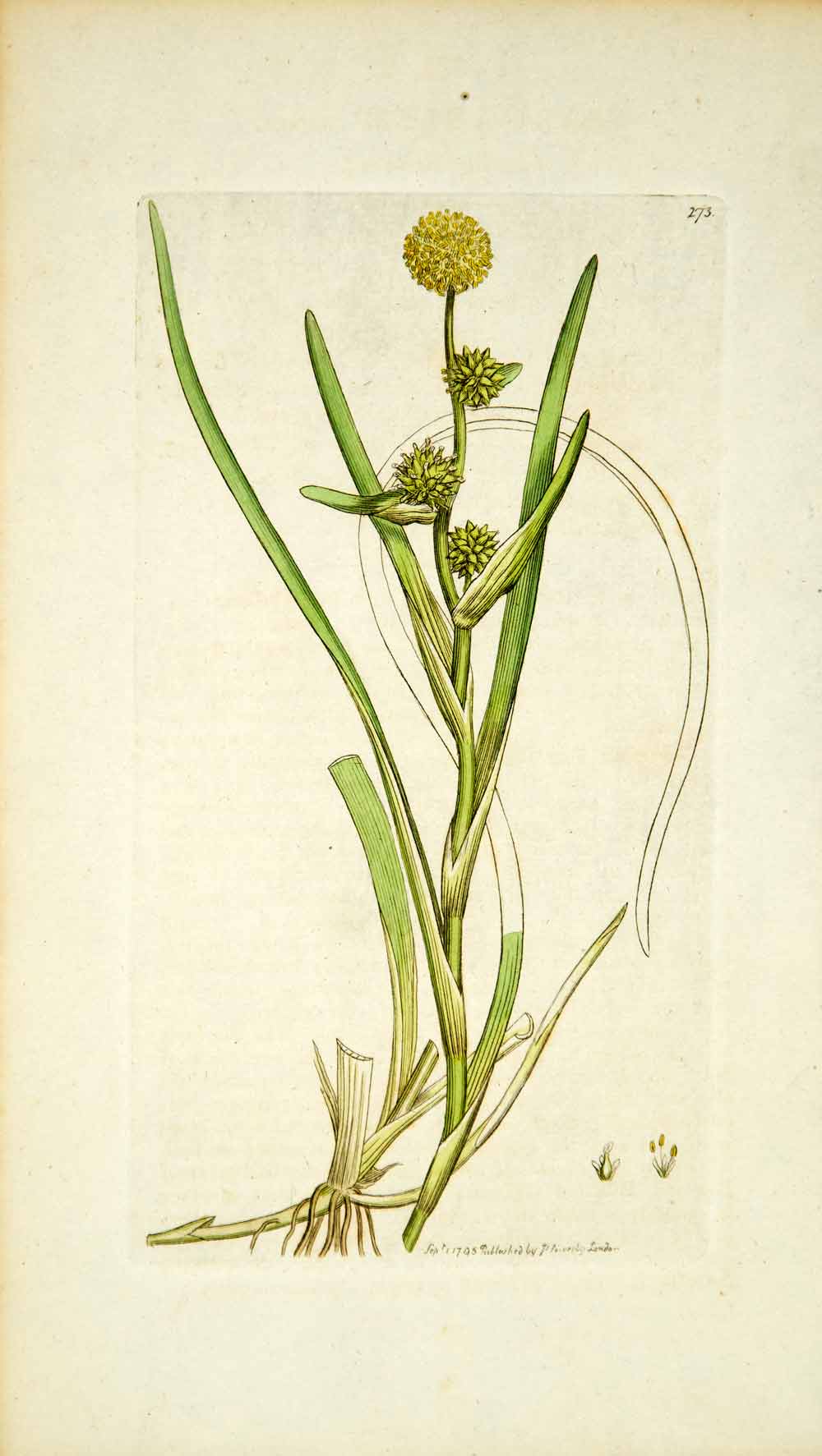 1795 Copper Engraving James Sowerby Sparganium Small Bur-Reed Botanical EB4