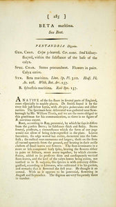 1795 Copper Engraving James Sowerby Beta Sea Beet Botanical Print Vegetable EB4