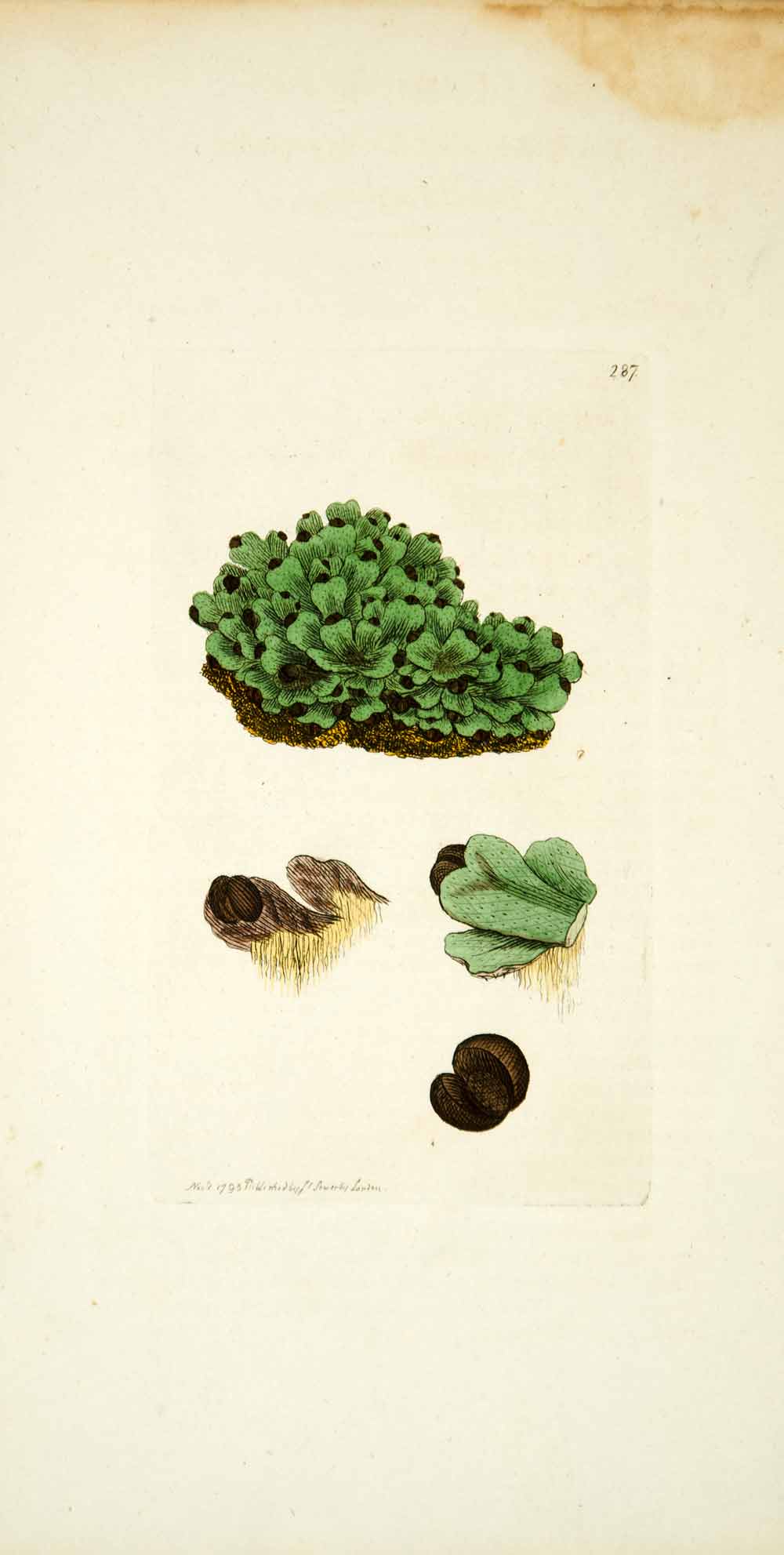 1795 Copper Engraving James Sowerby Dotted Targionia Liverwort Botanical EB4