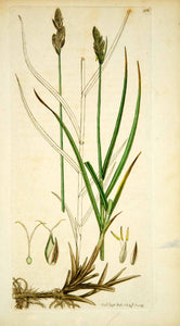 1796 Copper Engraving James Sowerby Carex Oval Eggbract Sedge Botanical Flower