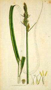 1796 Copper Engraving James Sowerby Carex Fox Sedge Botanical Flower Print Plant