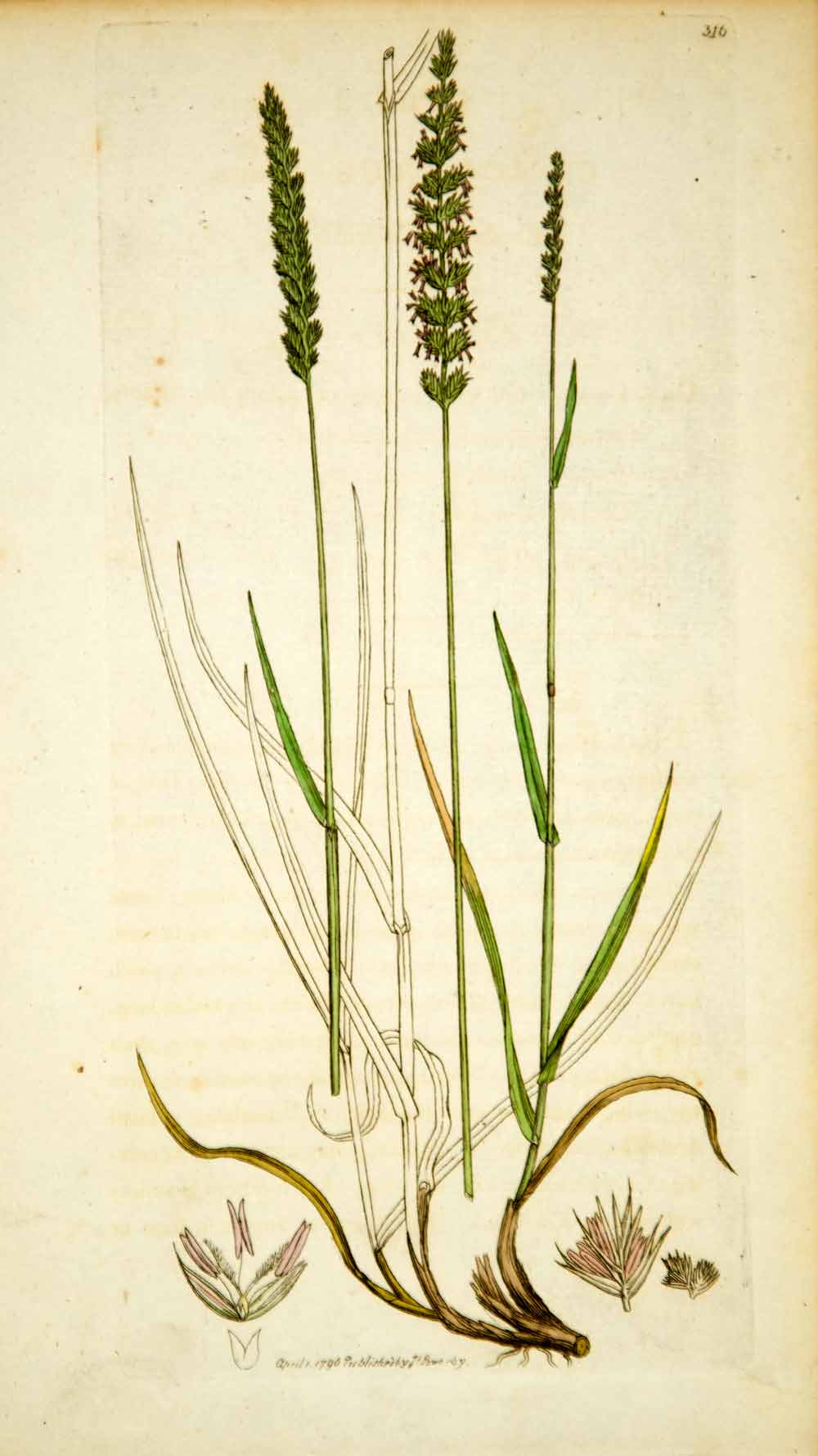 1796 Copper Engraving James Sowerby Cynosurus Crested Dog's-Tail Grass Botanical
