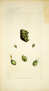 1796 Copper Engraving James Sowerby Diphyscium Bubble Moss Bellows Botanical Art