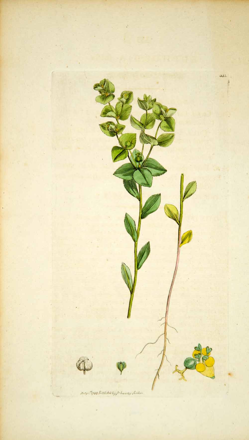 1796 Copper Engraving James Sowerby Euphorbia Upright Warty Spurge Botanical Art