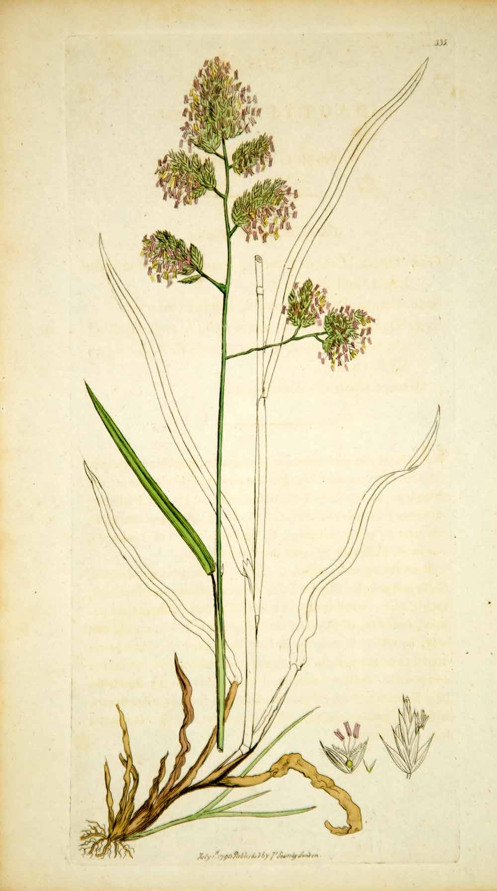 1796 Copper Engraving James Sowerby Dactylis Cock's-Foot Botanical Print Plant