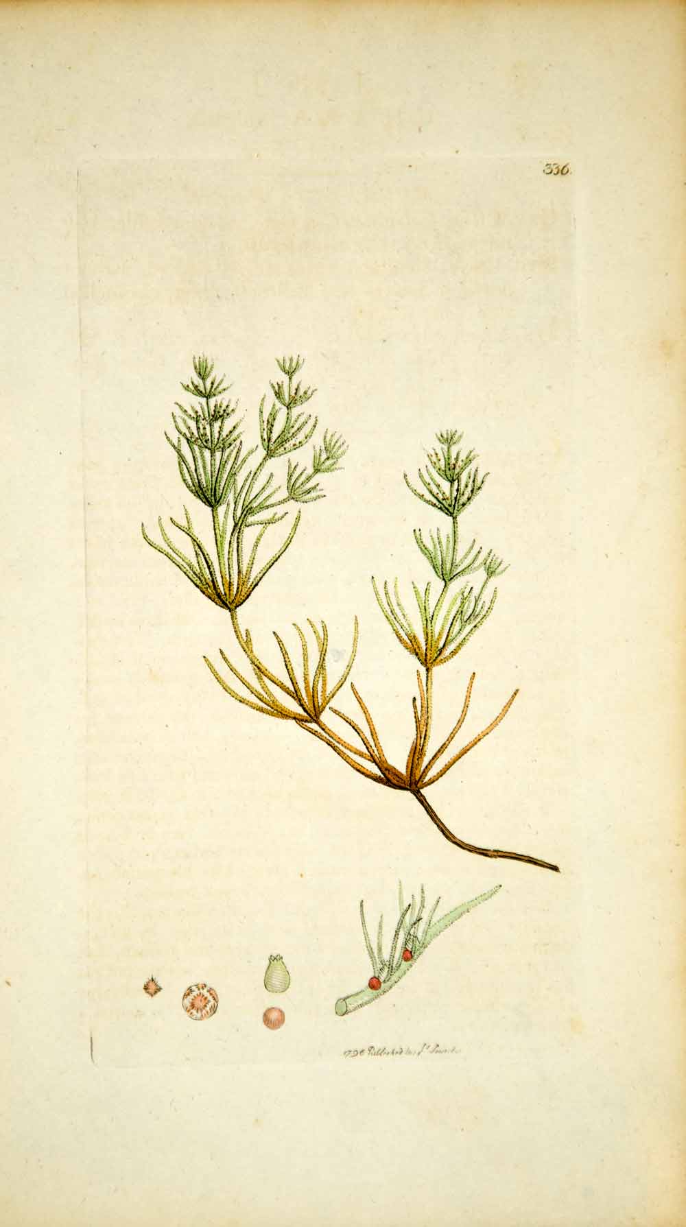 1796 Copper Engraving James Sowerby Chara vulgaris Botanical Print Plant Nature