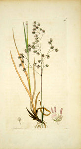 1796 Copper Engraving James Sowerby Briza Quaking-Grass Botanical Flower Print