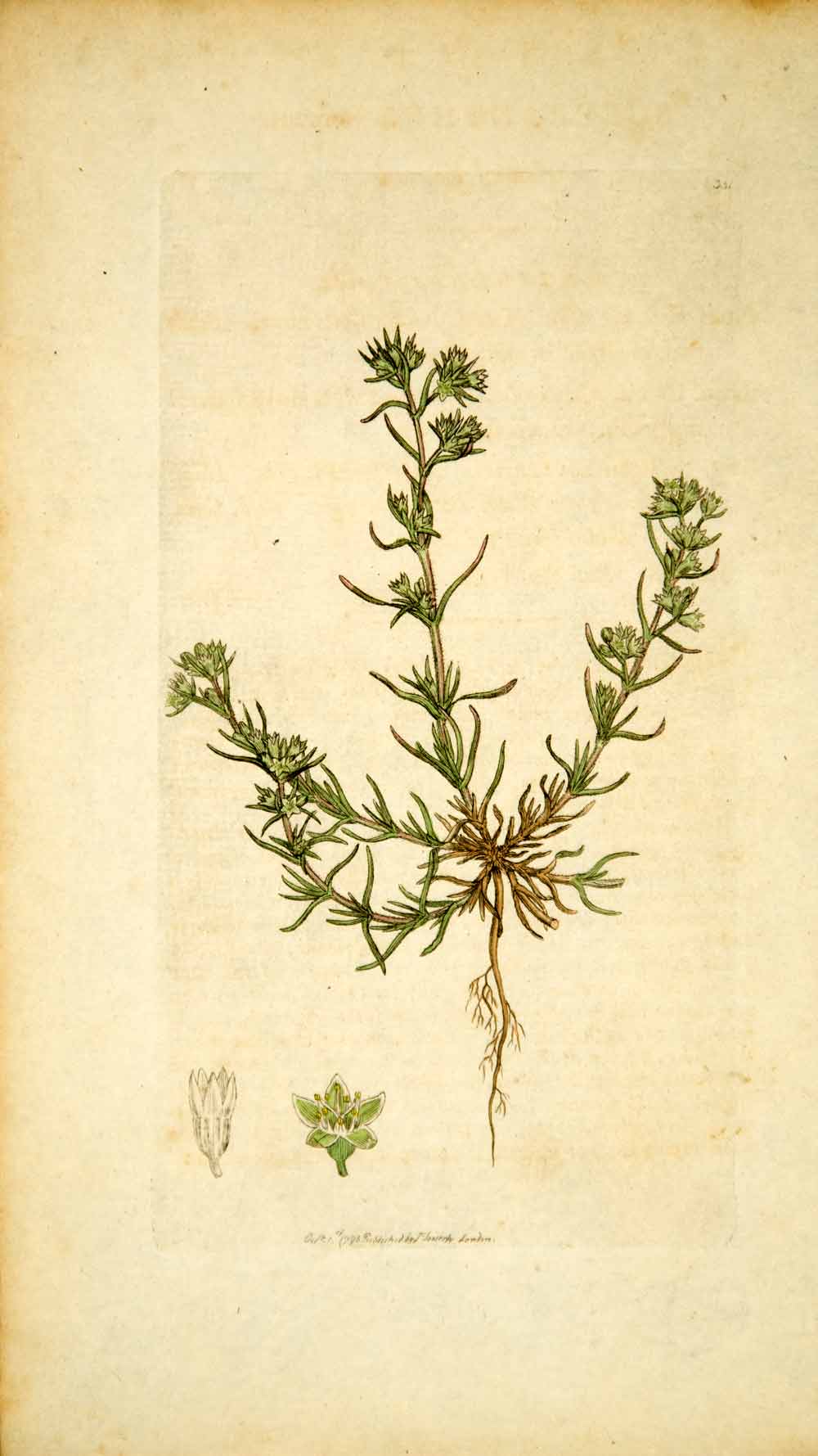 1796 Copper Engraving James Sowerby Scleranthus Annual Knawel Botanical Print