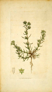 1796 Copper Engraving James Sowerby Scleranthus Annual Knawel Botanical Print
