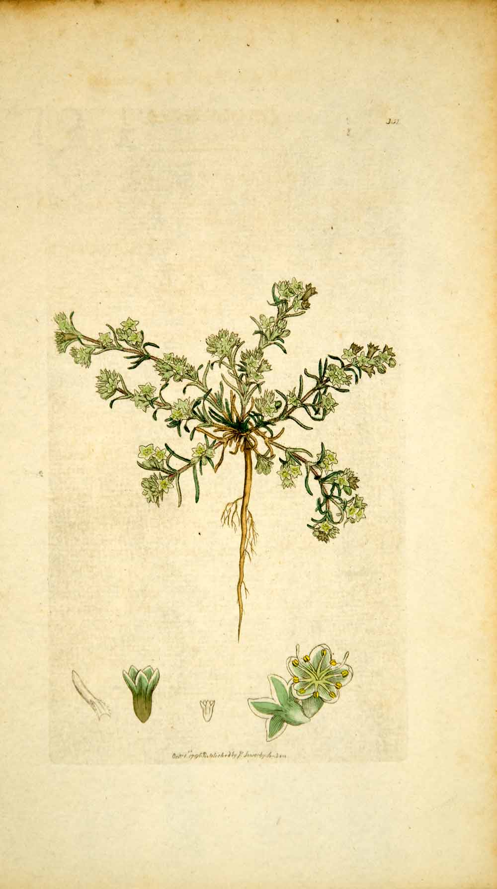 1796 Copper Engraving James Sowerby Scleranthus Perennial Knawel Botanical Print