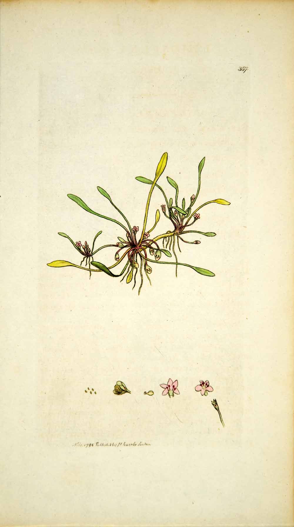 1796 Copper Engraving James Sowerby Limosella Water Mudwort Botanical Flower Art