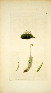 1796 Copper Engraving James Sowerby Pohlia Reddish Pohl Moss Botanical Print Art