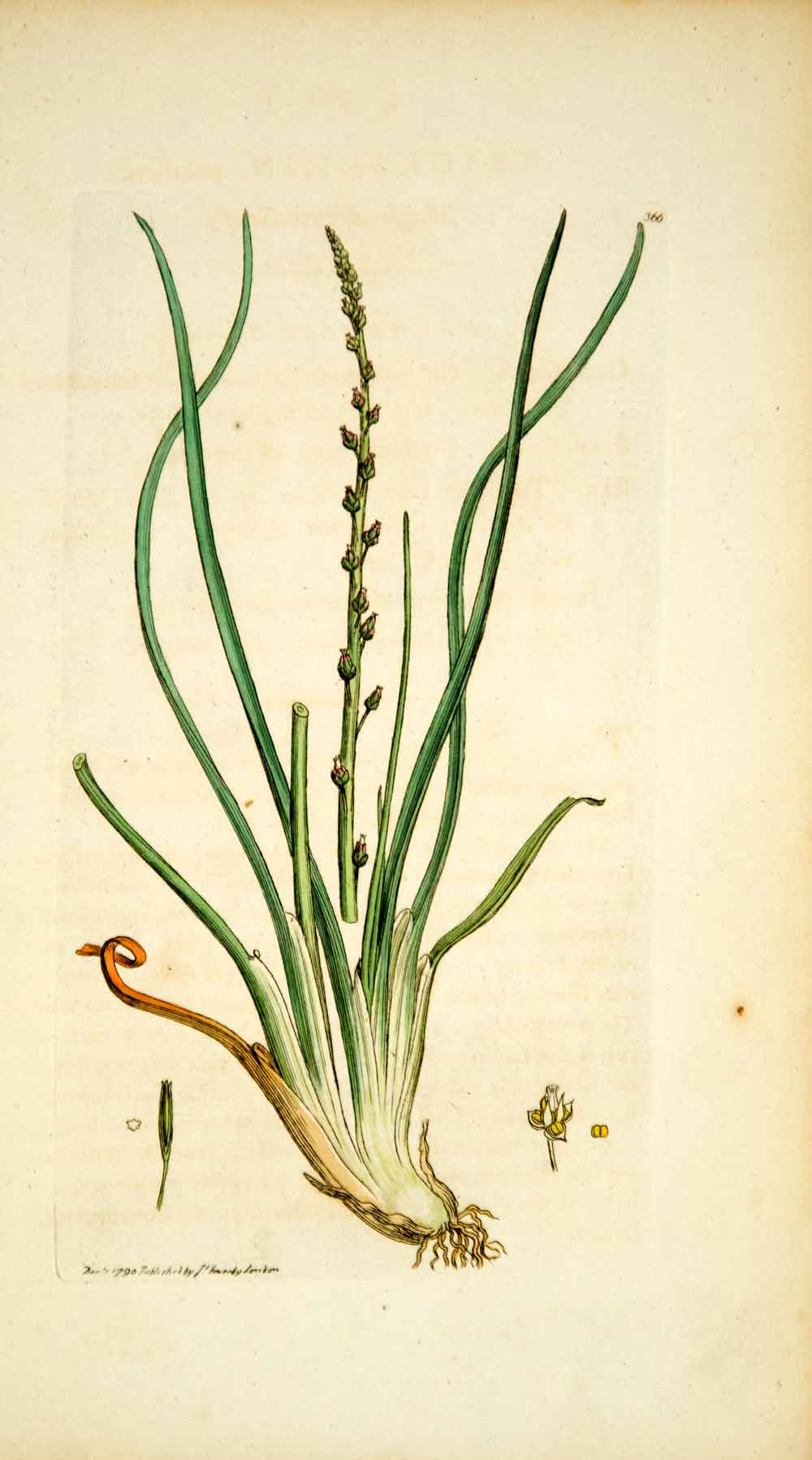 1797 Copper Engraving James Sowerby Triglochin Marsh Arrowgrass Botanical EB6