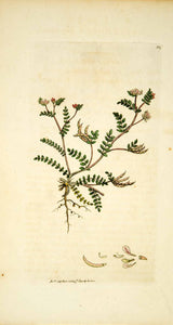 1797 Copper Engraving James Sowerby Ornithopus Birds-Foot Botanical Flower EB6