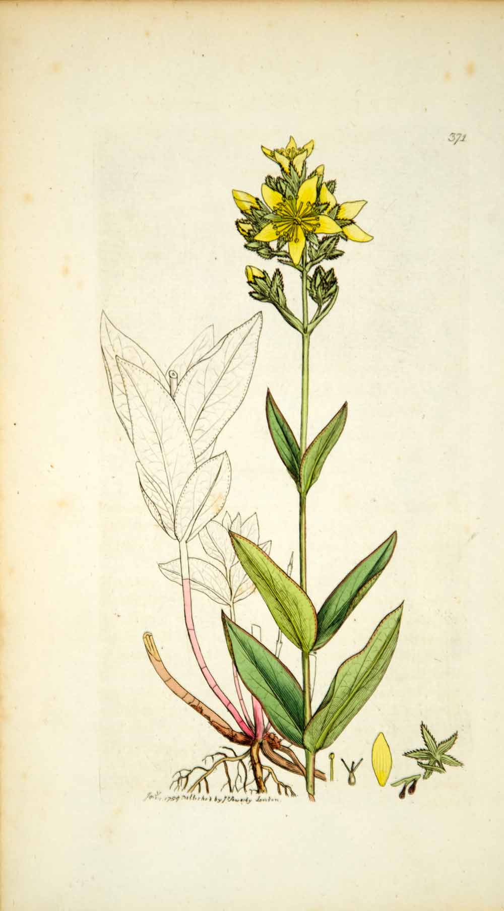 1797 Copper Engraving James Sowerby Hypericum Pale St Johns Wort Botanical EB6