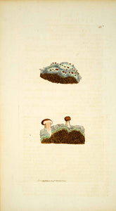 1797 Copper Engraving James Sowerby Lichen Byssoides Brown Mushroom Botany EB6