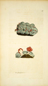 1797 Copper Engraving James Sowerby Dibaeis Pink Mushroom Lichen Botanical EB6
