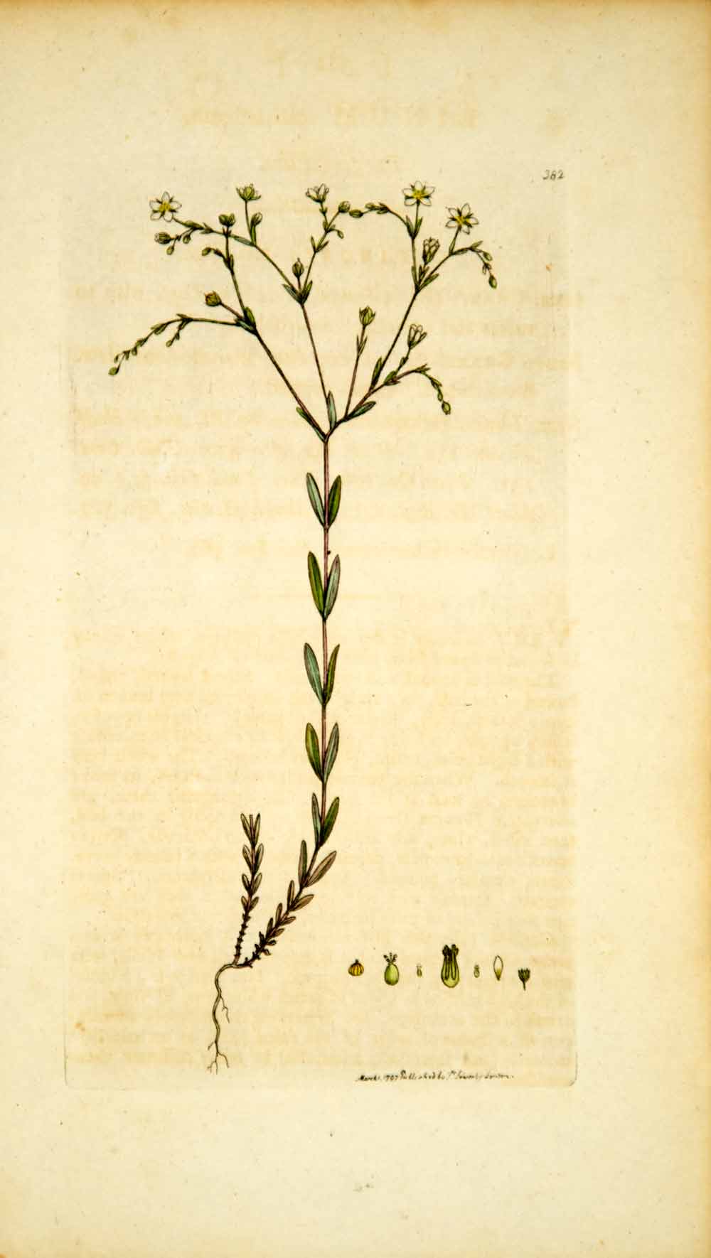 1797 Copper Engraving Hand-Painted Linum Purging Fairy Flax Botanical Flower EB6