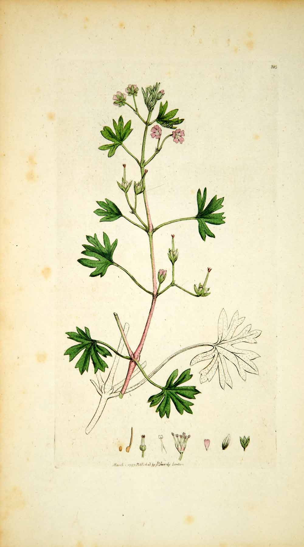 1797 Copper Engraving Hand-Painted Small-Flowered Cranesbill Botanical Print EB6