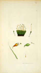 1797 Copper Engraving Hand-Painted Pyrethrum Golden Moss Bryum Botanical Art EB6